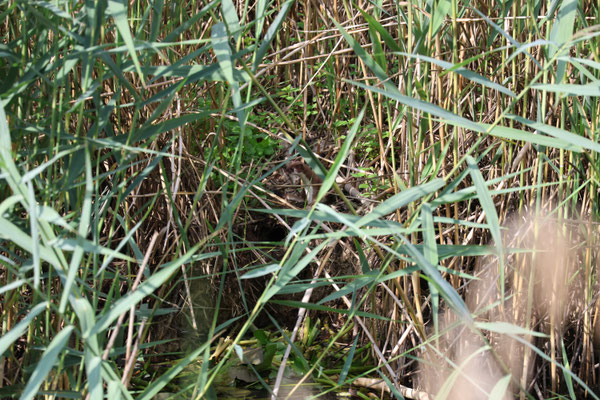 Suchbild Hermelin
