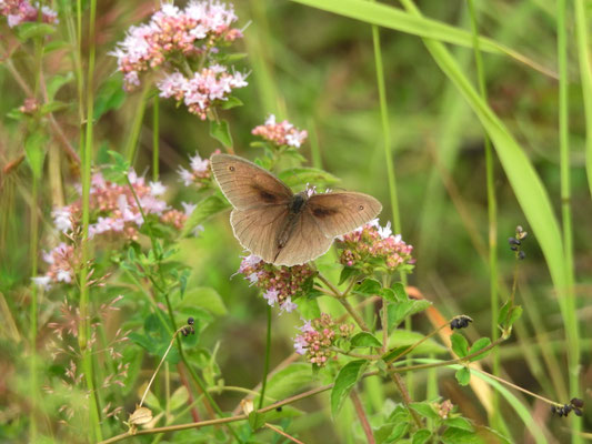 Dunkler Waldvogel