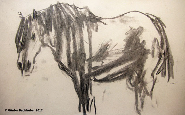 PFERD - 2017 - Kohle - 18 x 30 cm