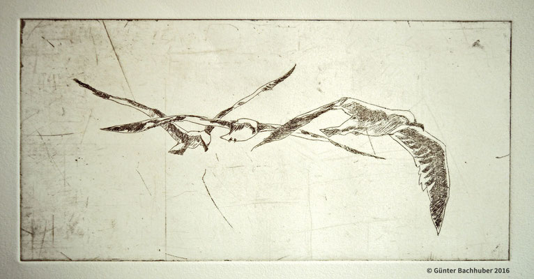 MÖVE IM FLUG - 2016 - Ätzradierung - 39 x 26 cm