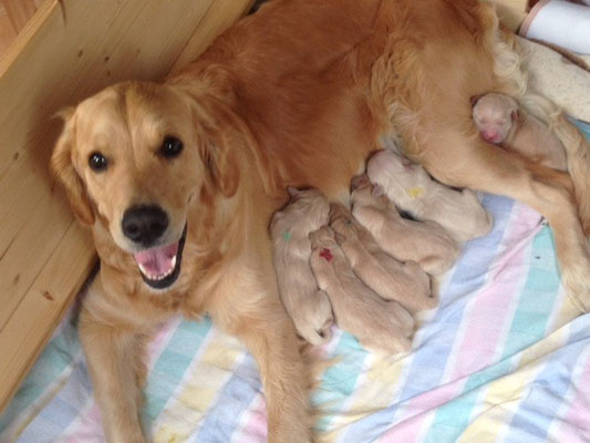 Erste Bilder Golden Retriever Welpen Solingen