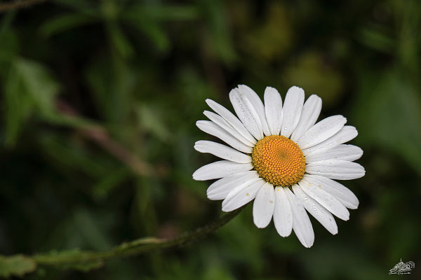 marguerites