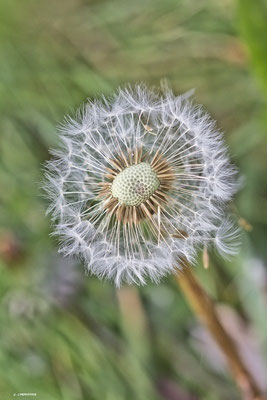 Fleur de pissenlit
