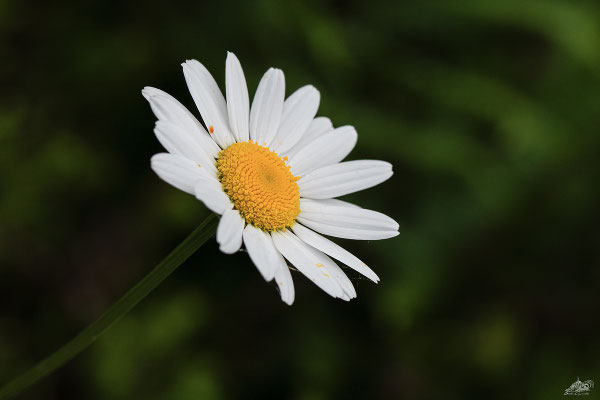 marguerites