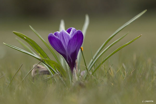 Crocus