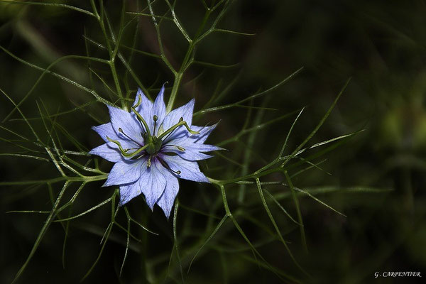 nigelle de Damas 