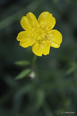 Bouton d'Or