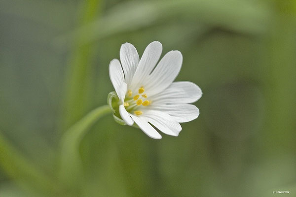 Céraiste