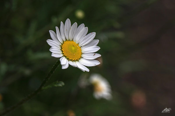 marguerites