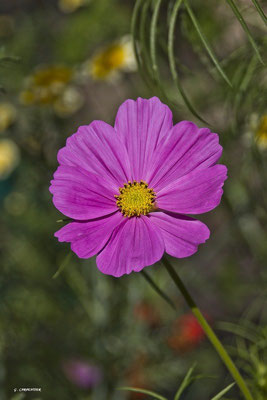 Cosmos
