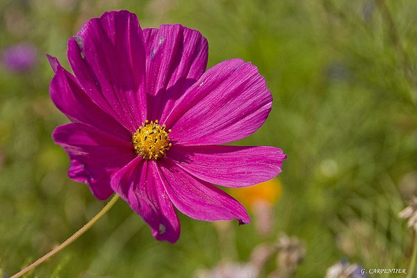 Cosmos