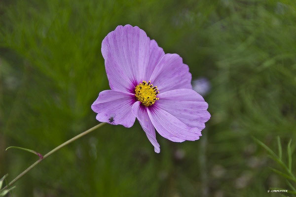 Cosmos