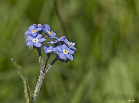 Myosotis