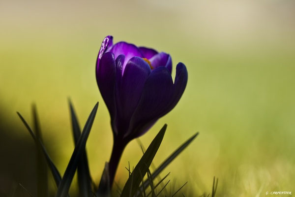 Crocus