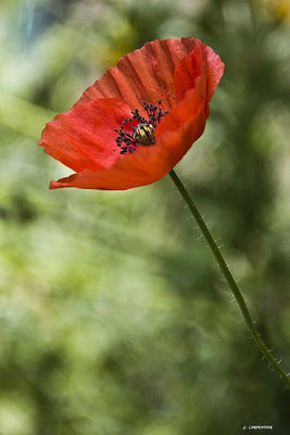 Coquelicot