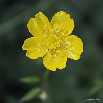 Bouton d'Or