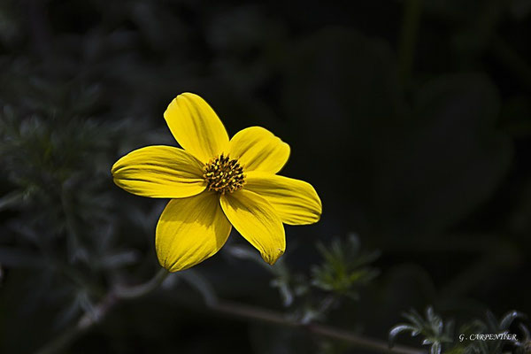 Fleur de biden