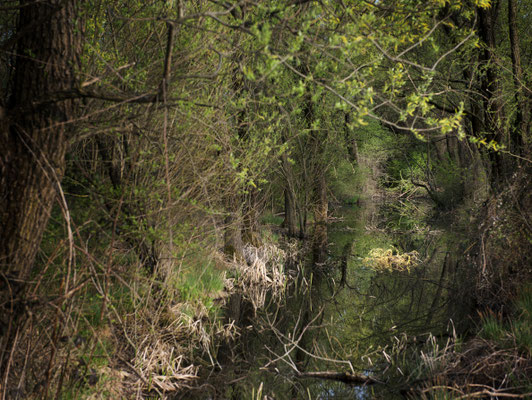 Stagno parco della Valle del Lambro