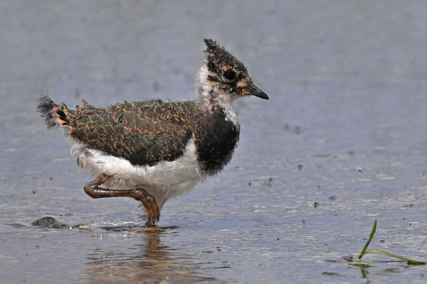 Northern Lapwing