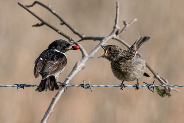 Stonechats (male with juvenile - feeding Poplar Leaf Beetle)