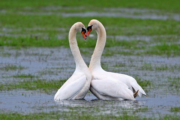 Mute Swans