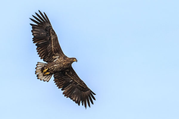 White-tailed Eagle