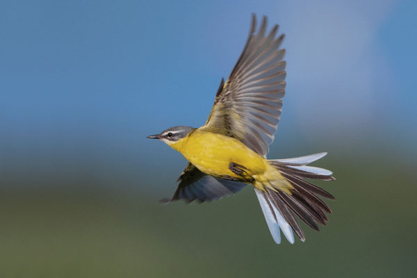 Yellow Wagtail