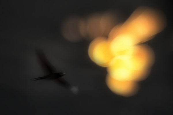 'Last Flight'
