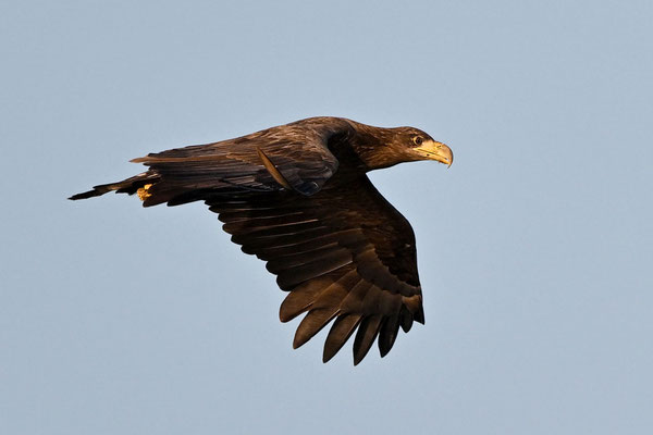 White-tailed Eagle (imm.)