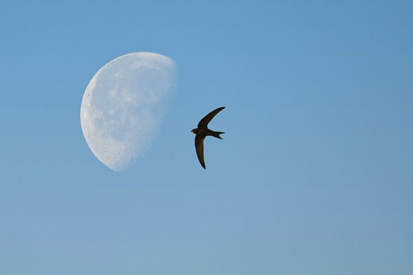 Common Swift