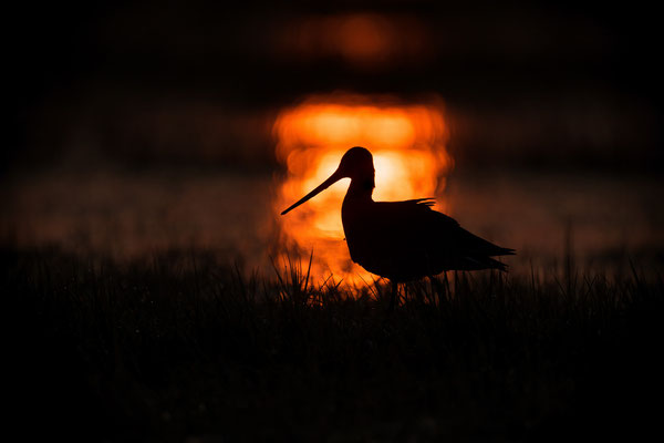 Blacktailed Godwit