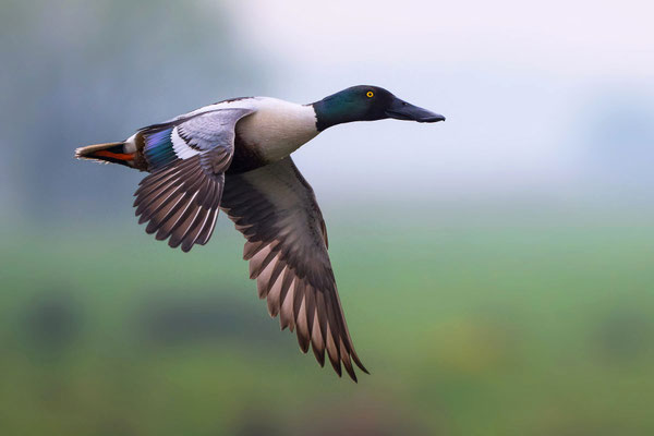 Northern Shoveler (male)