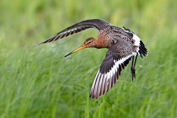 Backtailed Godwit