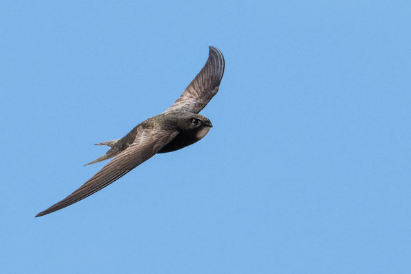 Common Swift