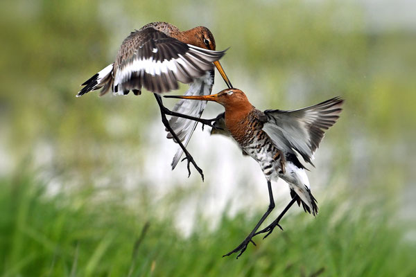 Blacktailed Godwit
