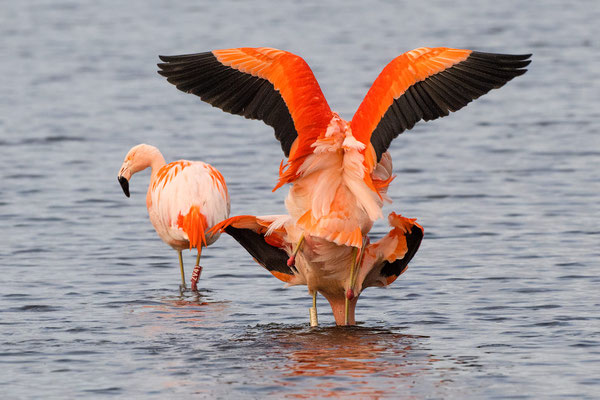 Chilean Flamingo - small wild population in northwestern Germany