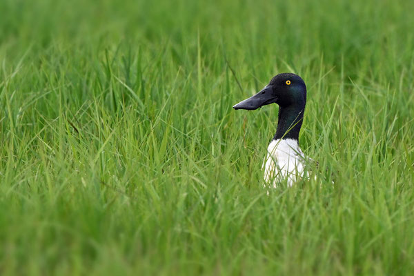 Northern Shoveler (male)