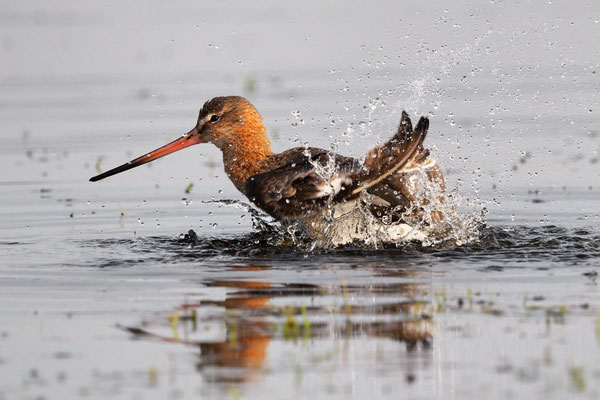 Backtailed Godwit