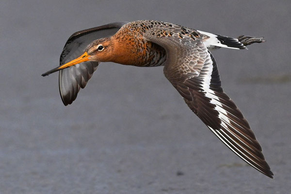 Blacktailed Godwit