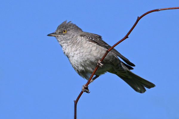 Barred Warbler