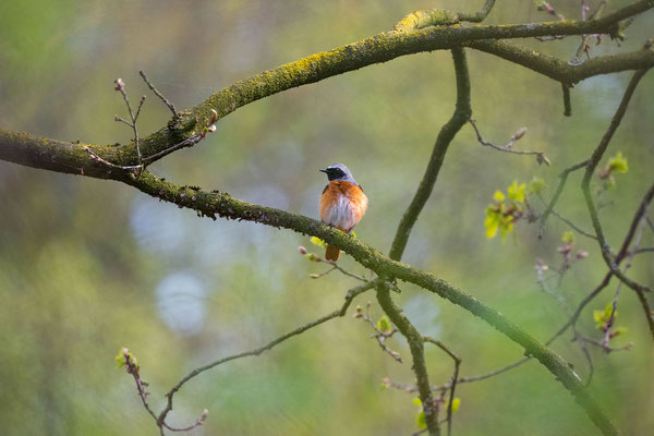 Common Redstart (male)