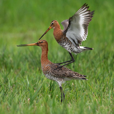 Backtailed Godwits