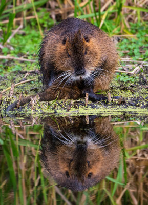 Coypu (Nutria)