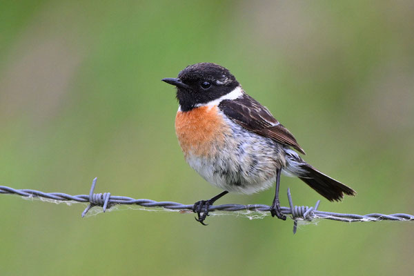 Stonechat (male)