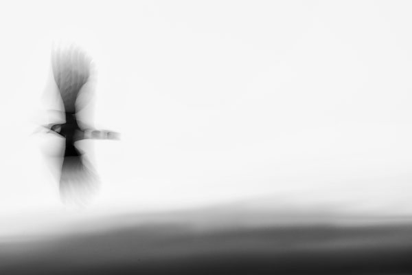 'Lapwing 2'