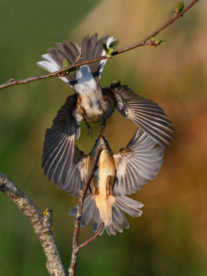 Sedge Warbler and Reed Bunting