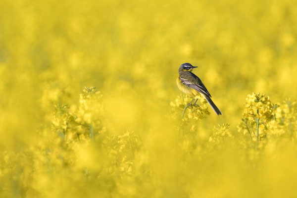 Western Yellow Wagtail (male)