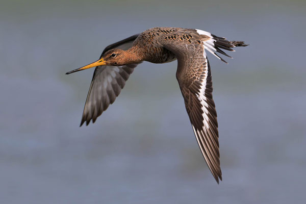 Blacktailed Godwit