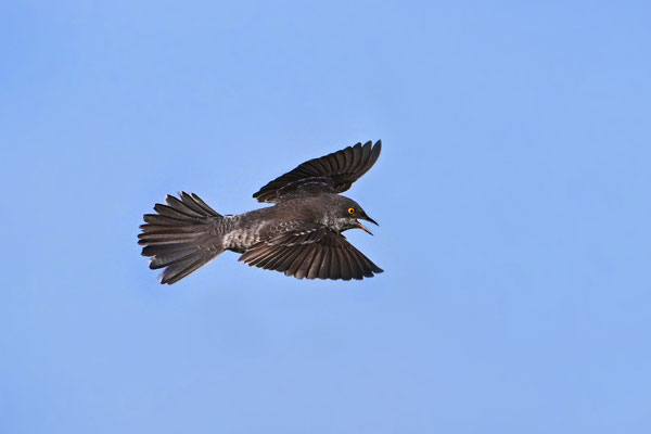 Barred Warbler