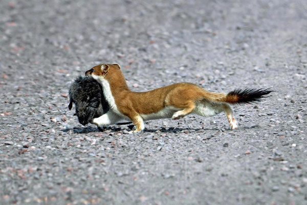 Ermine (Stoat) with Water Vole